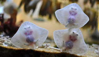 Illustration for article titled Dancing baby stingrays are super cute but they freak the hell out of me